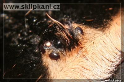 Brachypelma-smithi