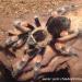 Brachypelma smithi