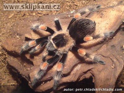 Brachypelma_smithi