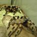 Brachypelma smithi