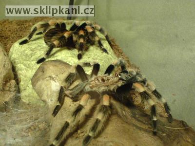 Brachypelma_smithi