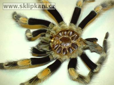 Brachypelma_smithi