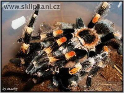 Brachypelma-smithi