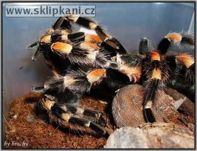 Brachypelma-smithi