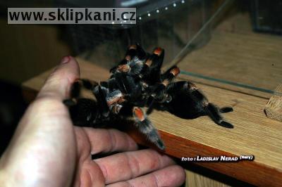 Brachypelma-smithi