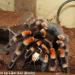 Brachypelma smithi