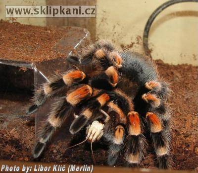 Brachypelma-smithi