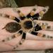 Brachypelma smithi