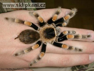 Brachypelma-smithi