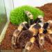 Brachypelma smithi