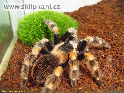 Brachypelma_smithi