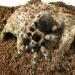 Brachypelma smithi