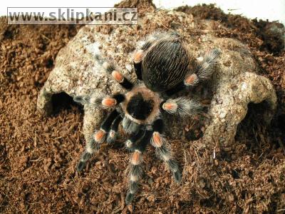 Brachypelma_smithi