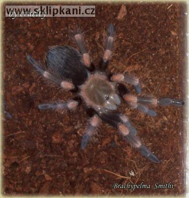 Brachypelma_smithi