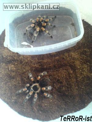 Brachypelma_smithi