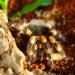 Brachypelma smithi