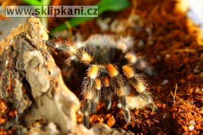 Brachypelma_smithi