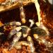 Brachypelma smithi