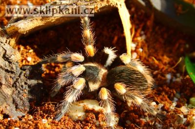 Brachypelma_smithi