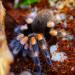 Brachypelma smithi