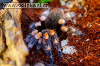 Brachypelma-smithi