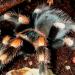 Brachypelma smithi