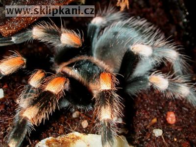 Brachypelma-smithi