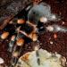 Brachypelma smithi