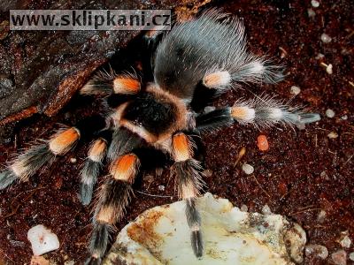 Brachypelma_smithi