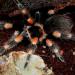 Brachypelma smithi