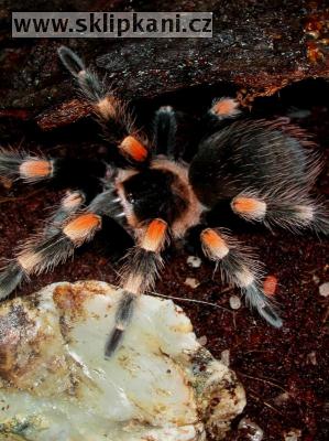 Brachypelma-smithi