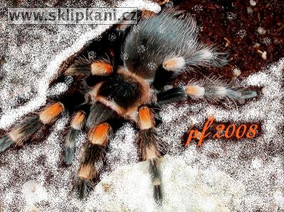 Brachypelma-smithi