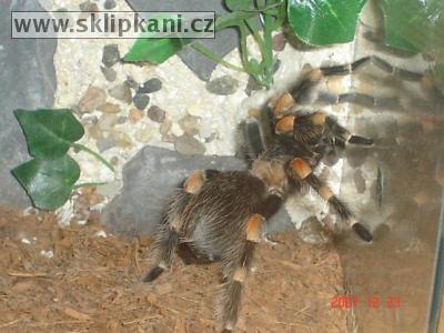 Brachypelma-smithi