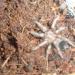 Brachypelma smithi