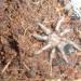 Brachypelma smithi