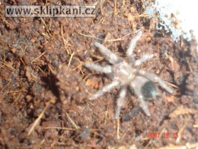 Brachypelma_smithi