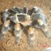 Brachypelma smithi