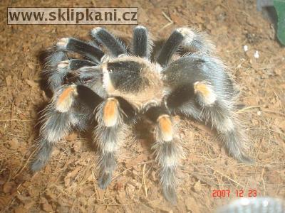 Brachypelma-smithi