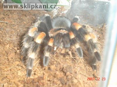 Brachypelma-smithi