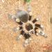 Brachypelma smithi