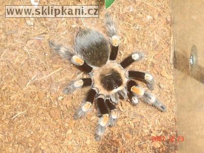 Brachypelma_smithi