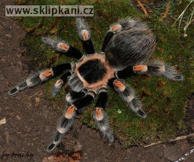 Brachypelma_smithi