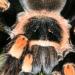 Brachypelma smithi