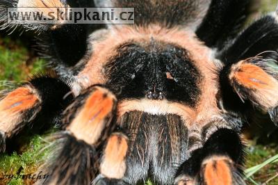 Brachypelma_smithi