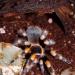 Brachypelma smithi