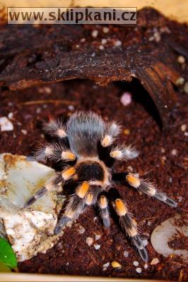 Brachypelma_smithi