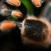 Brachypelma smithi