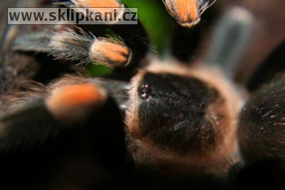 Brachypelma-smithi