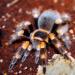 Brachypelma smithi