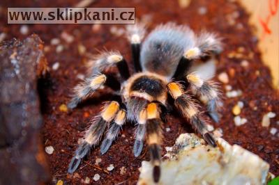 Brachypelma-smithi